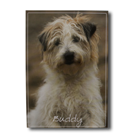 Doc Martin BuddyPostcard